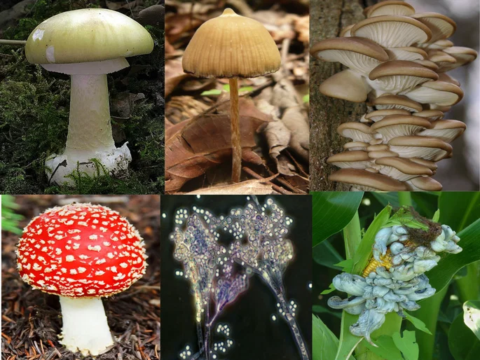 Ejemplos de organismos del reino Fungi