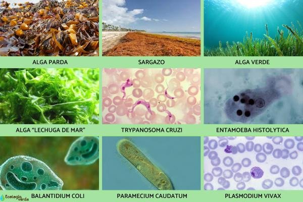 Ejemplos de organismos del reino Protista
