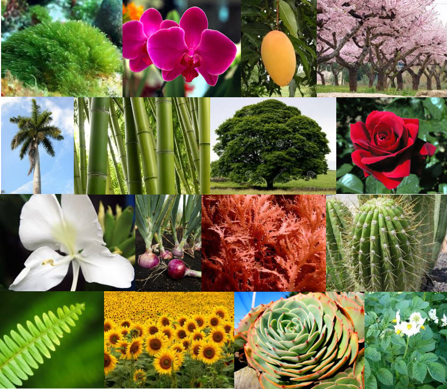 Ejemplos de organismos del reino Plantae