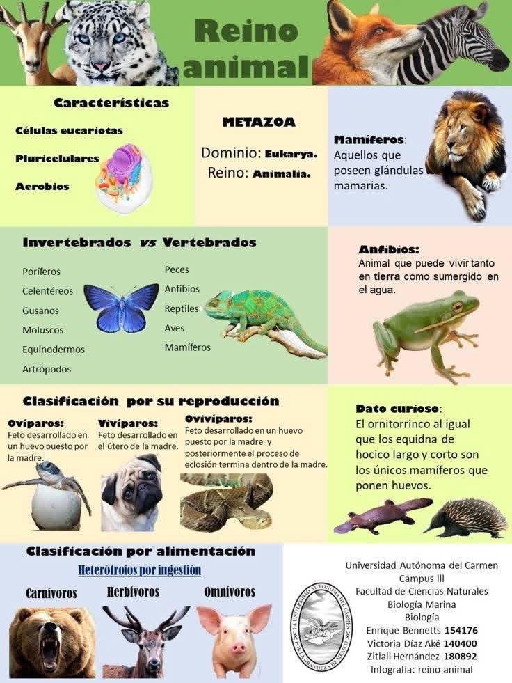 Ejemplos de organismos del reino Animalia