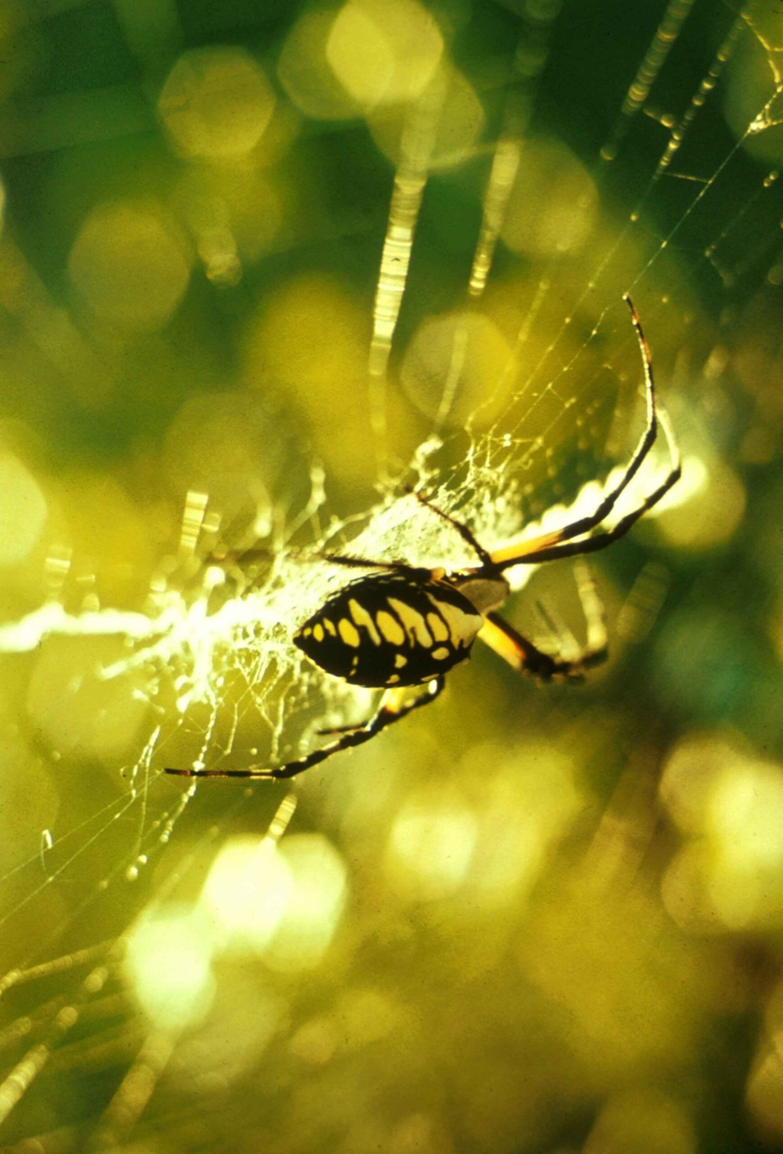 Araña, animal invertebrado