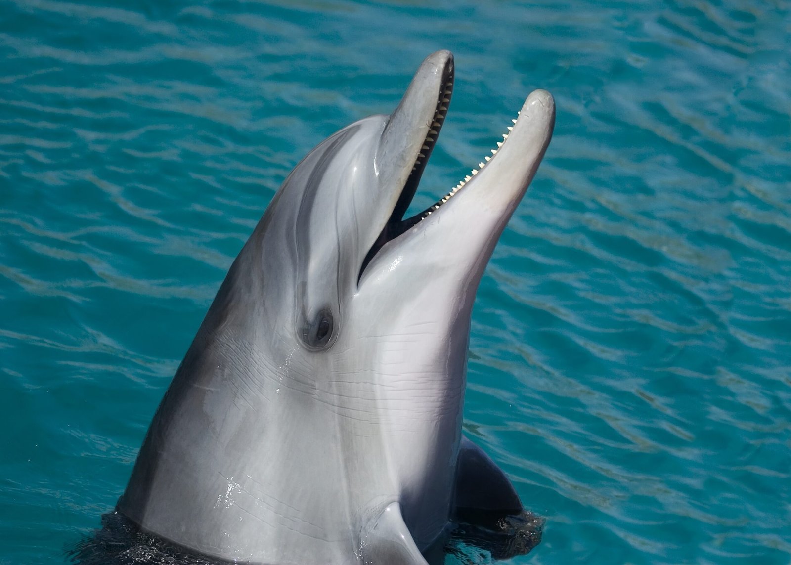 Delfín, animal mamífero