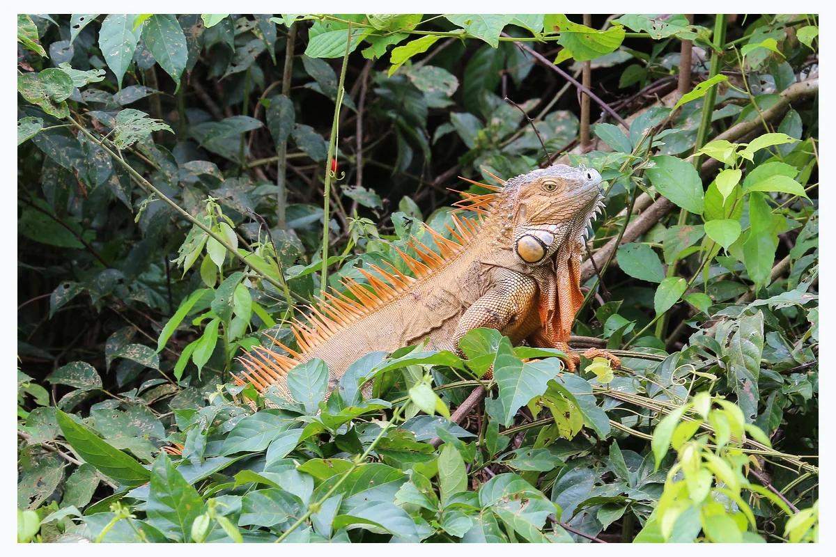 Iguana, animal reptil