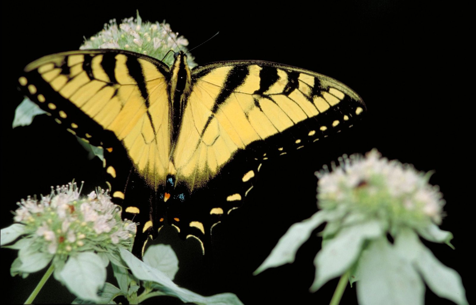 Mariposa, animal invertebrado