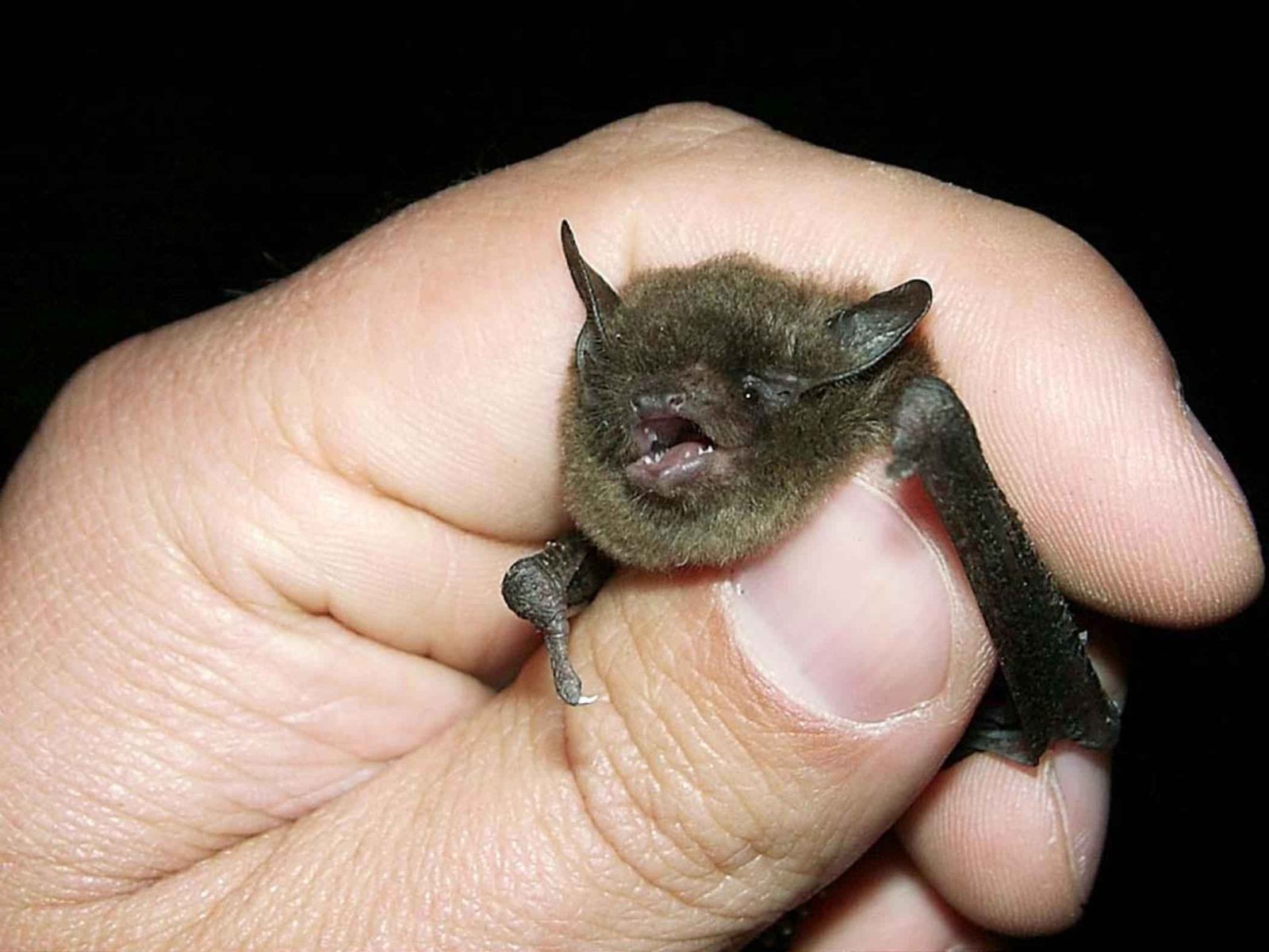 Murciélago, animal mamífero