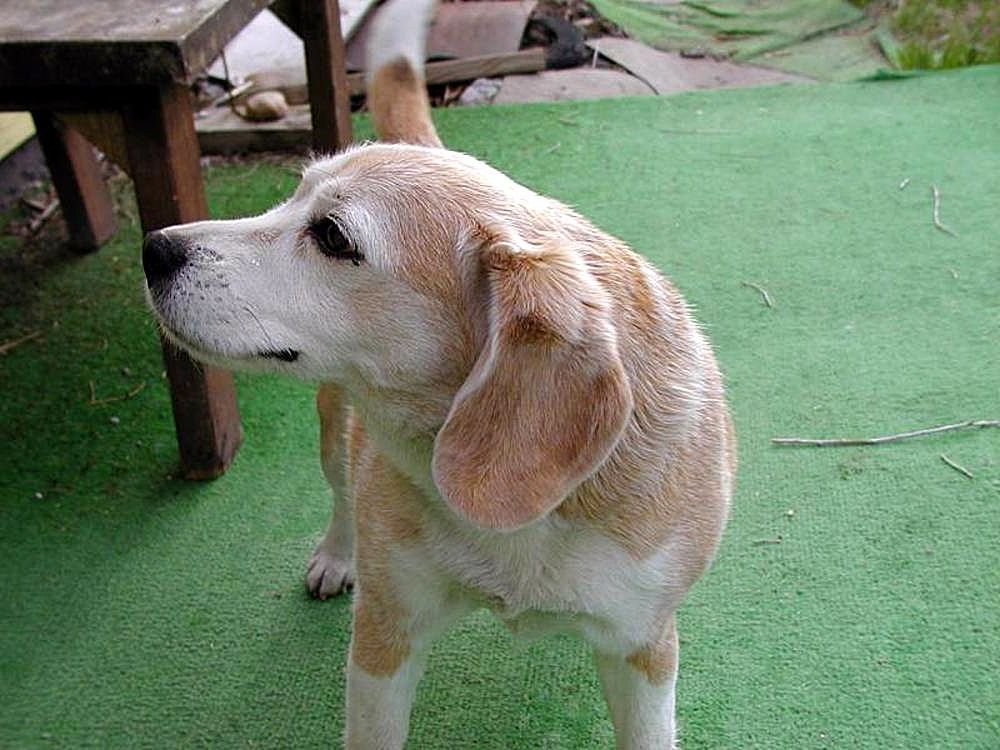 Perro, animal mamífero