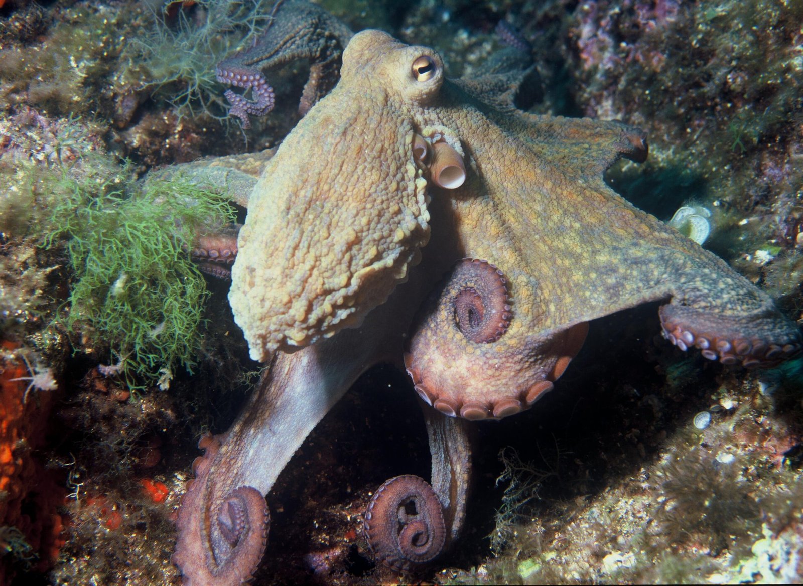 Pulpo, animal invertebrado
