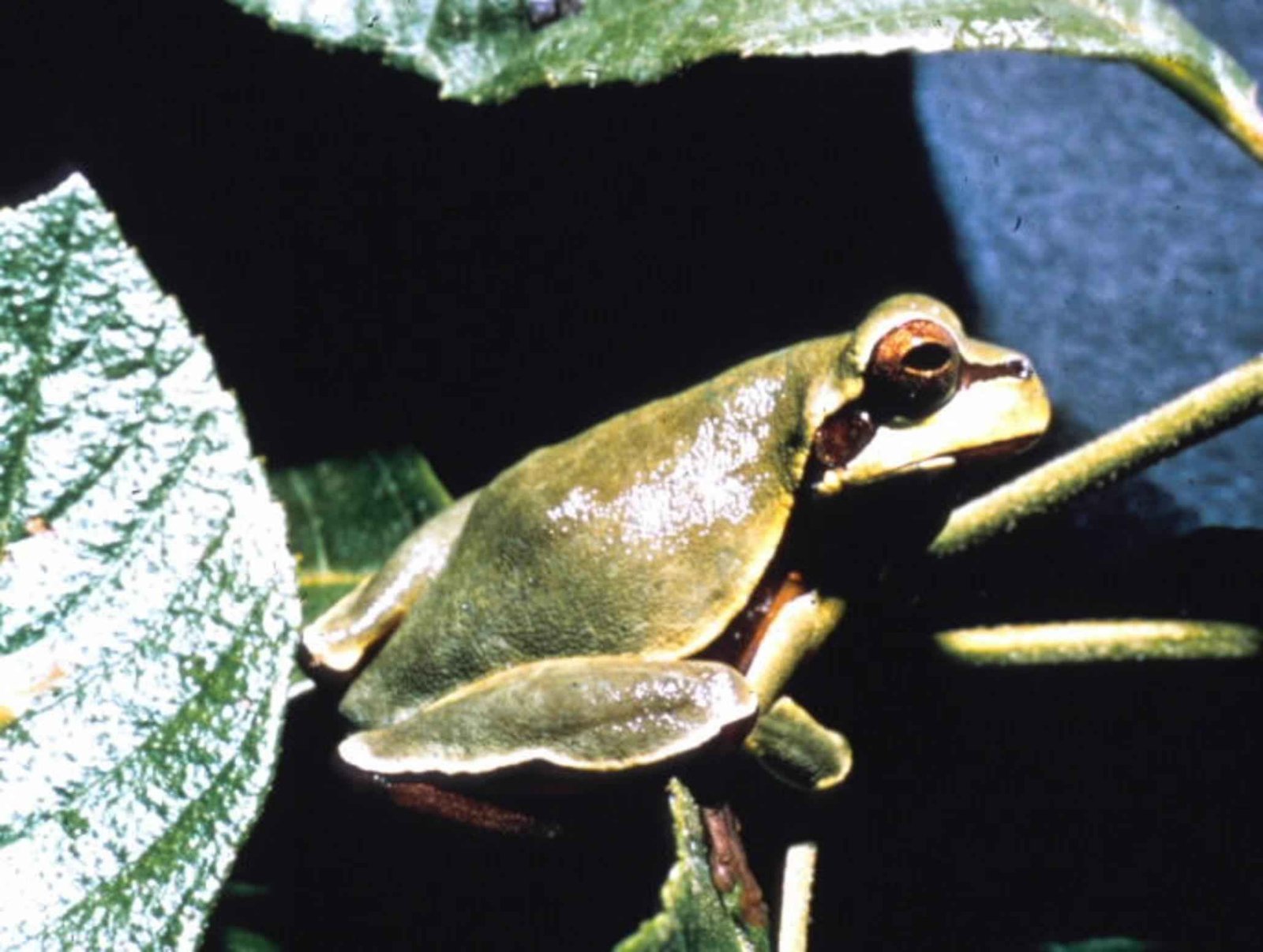 Rana, animal anfibio