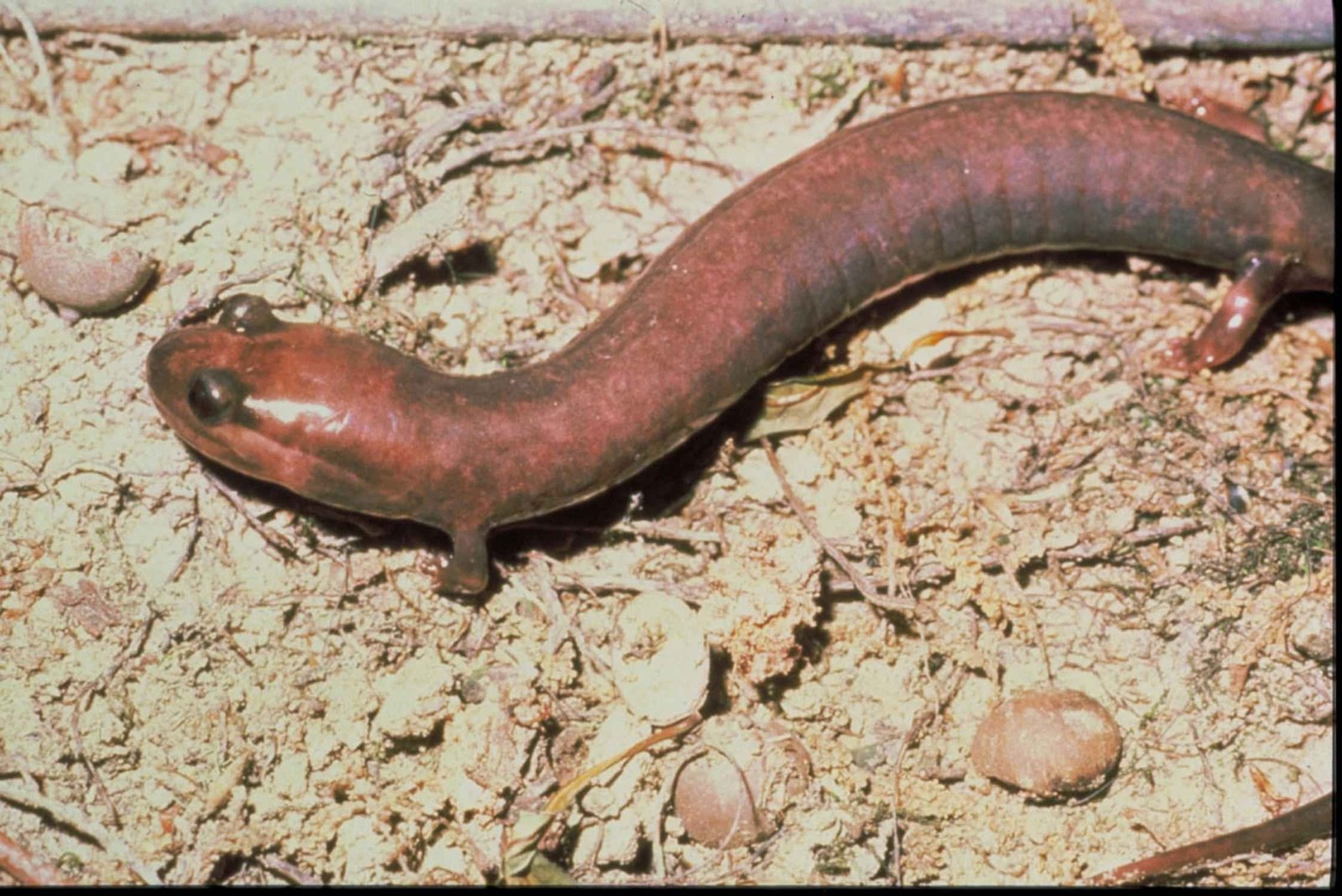 Salamandra, animal anfibio