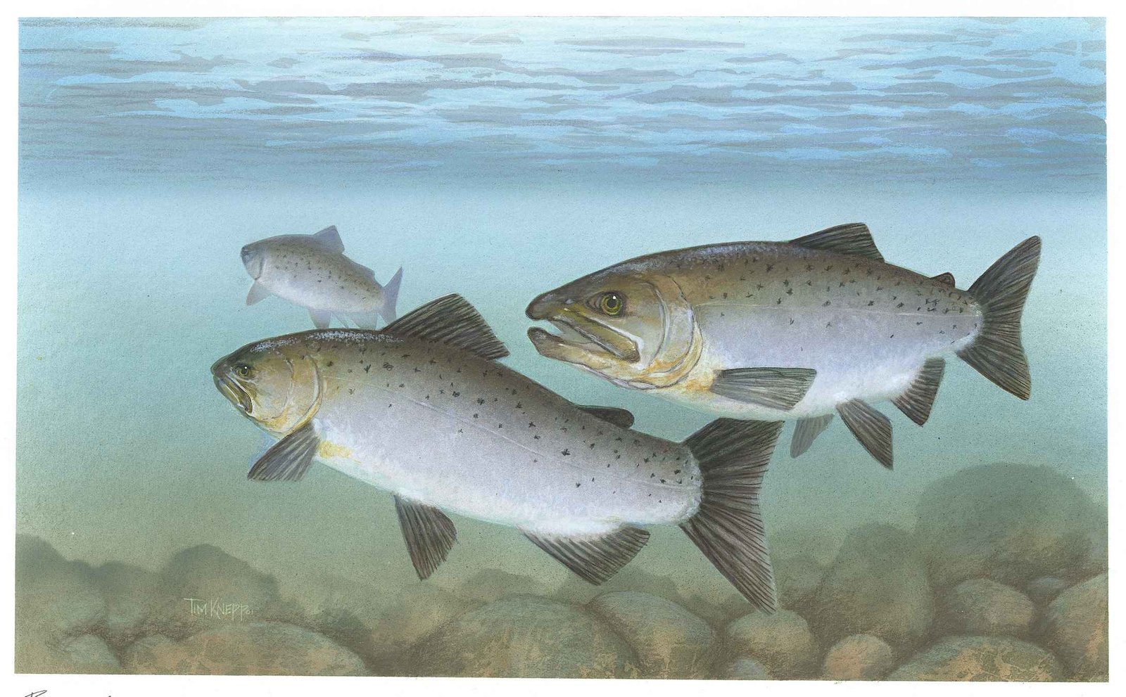 Salmón, animal del grupo de los peces