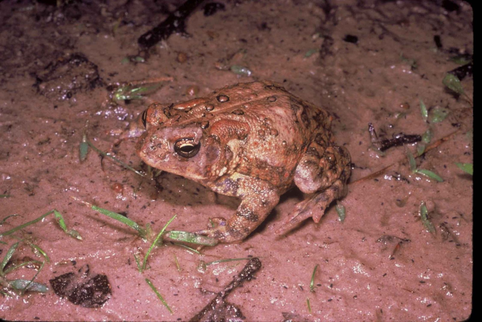 Sapo, animal anfibio