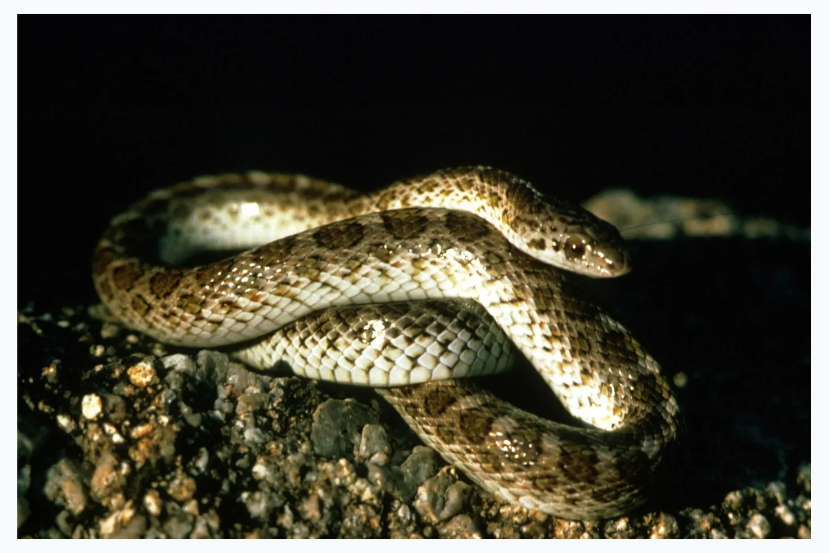 Serpiente, animal reptil