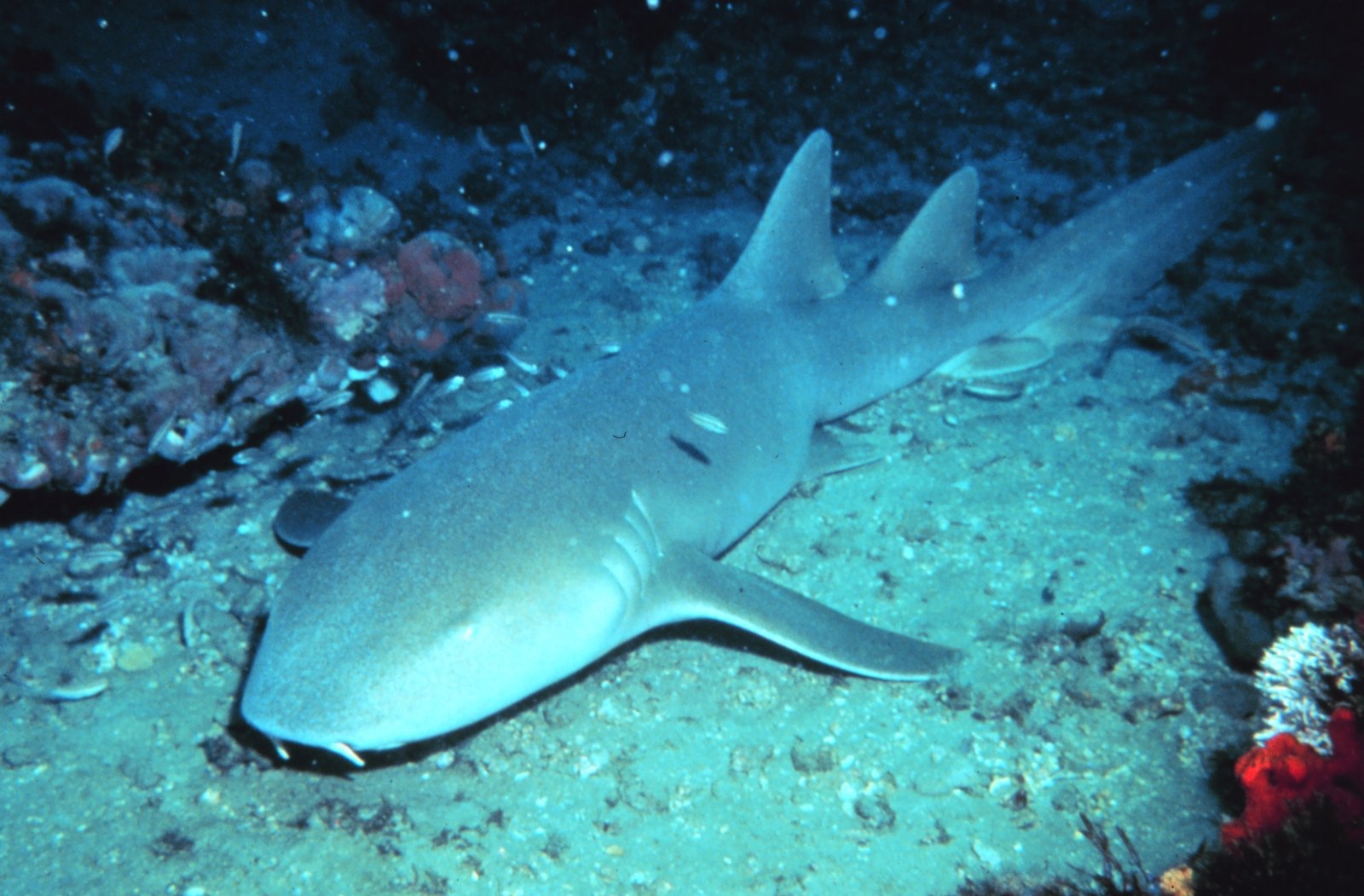 Tiburón, animal del grupo de los peces