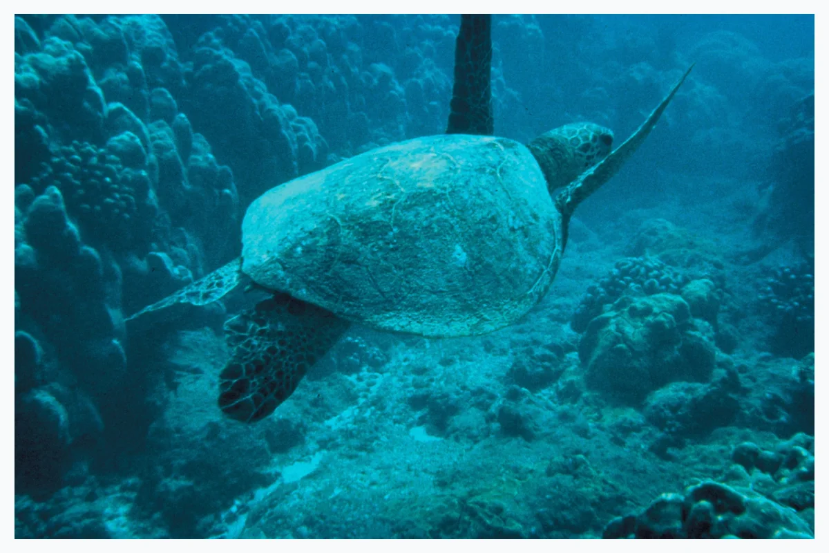Tortuga, animal reptil